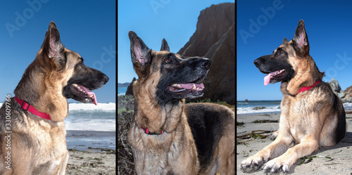 Triptych of a German Shepherd Dog on the beach at the California Coast .GDS with traditional colors. photo