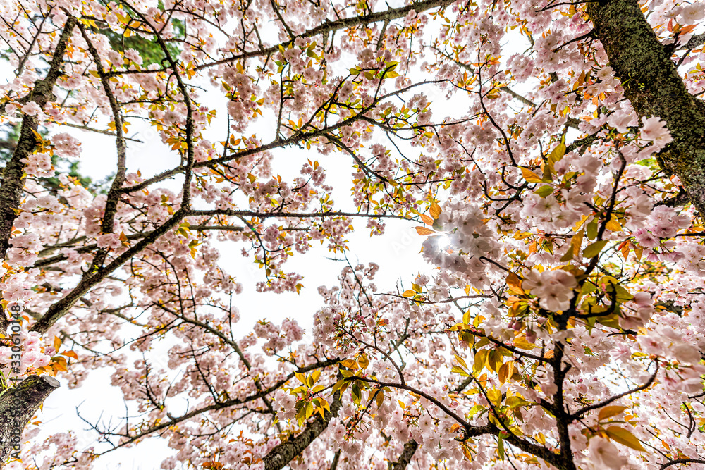 Kyoto Gyoen Japan near Imperial Palace with low angle looking up view of sakura cherry blossom petals tree and sun through branches Kyoto Gyoen Japan near Imperial Palace with low angle looking up view of sakura cherry blossom petals tree and sun through branches