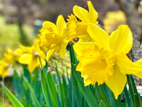 daffodils in garden wallpaper 