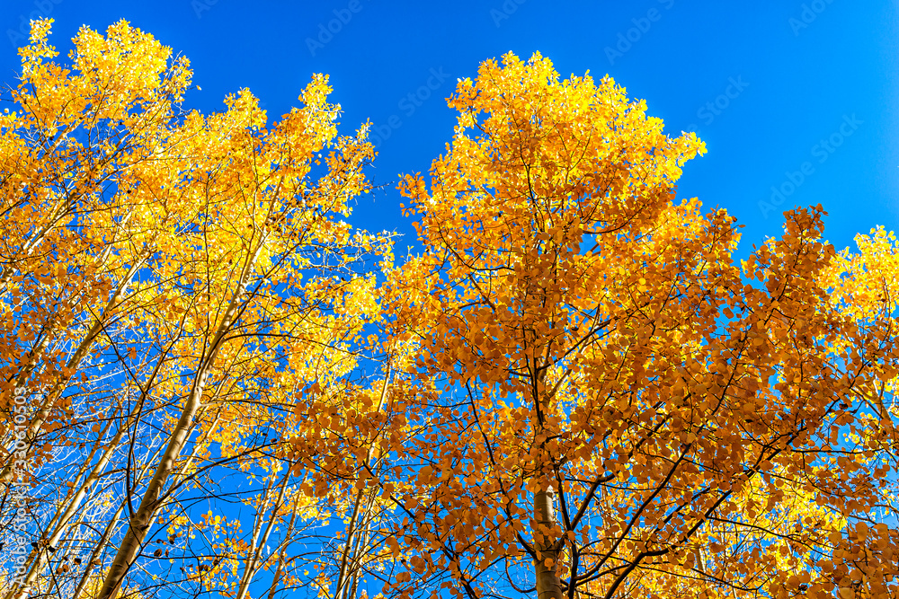Sunrise in Aspen, Colorado maroon bells mountains in October 2019 and low angle view looking up at vibrant trees foliage autumn and sky Sunrise in Aspen, Colorado maroon bells mountains in October 2019 and low angle view looking up at vibrant trees foliage autumn and sky