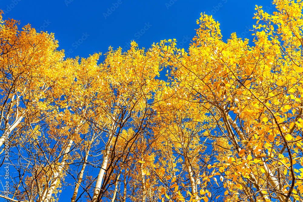 Aspen, Colorado maroon bells mountains in October 2019 and low angle view looking up at vibrant trees foliage autumn and sky