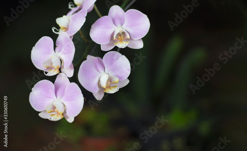 a close up of orchid for background