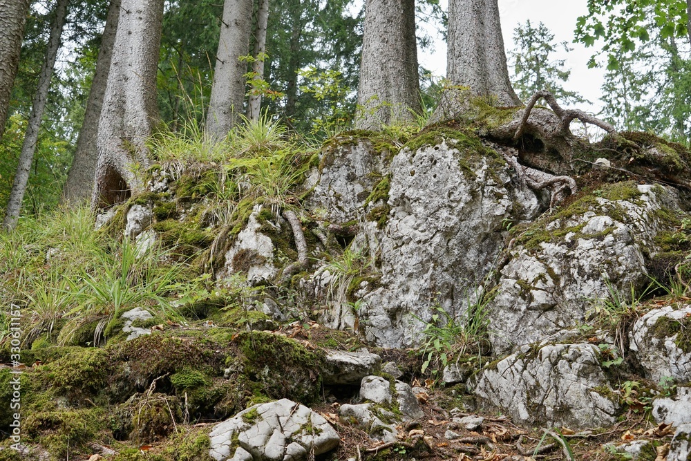 Bäume, die auf einem Felsen wachsen