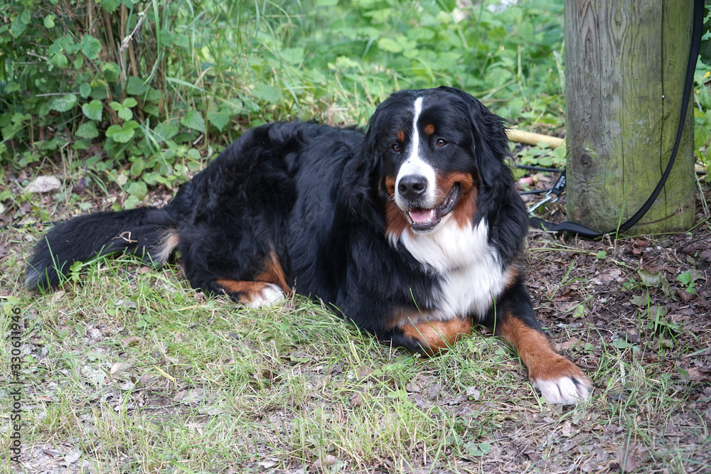 Dürrbächler - Berner Sennenhund