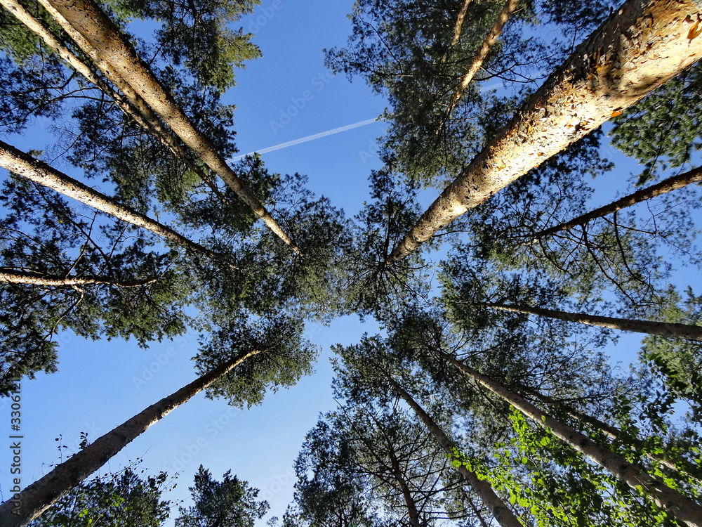 Fototapeta premium Looking up at a canopy of forest canopy of evergreen tree