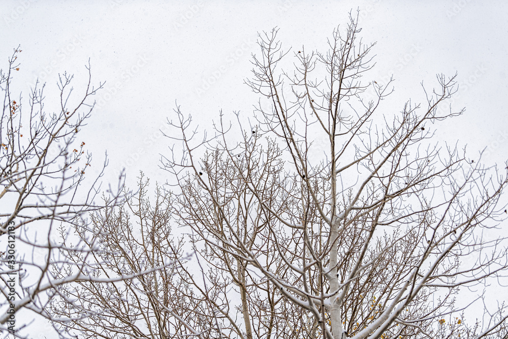 Fototapeta premium Aspen Colorado trees covered in winter snow in rocky mountains isolated against cloudy sky