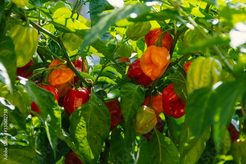 Health plant of chili pepper 