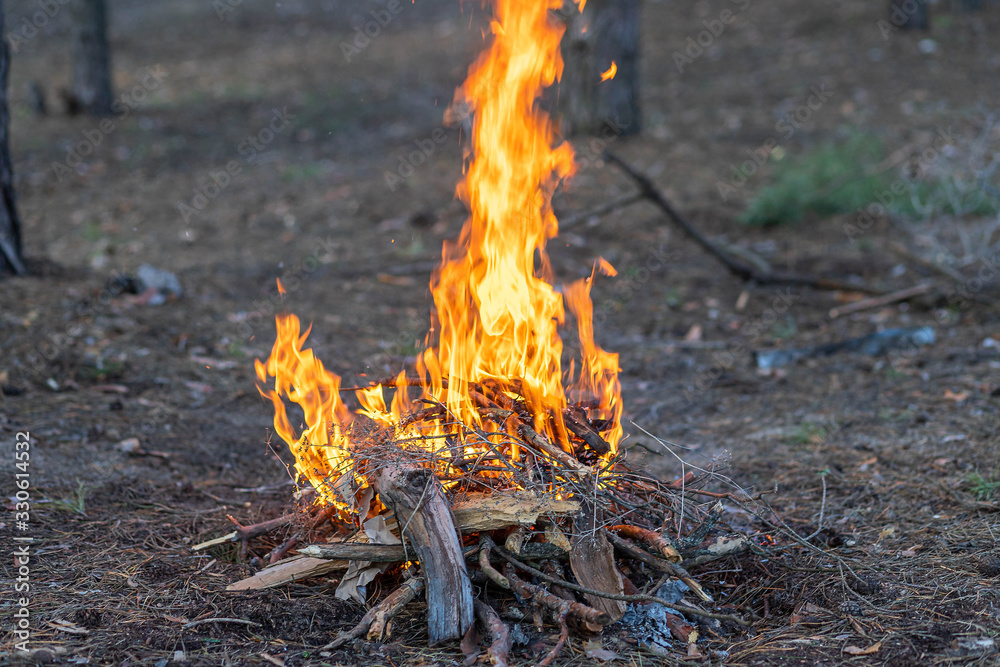 Forest fire. A natural phenomenon. Ecological catastrophy Forest fire. A natural phenomenon. Ecological catastrophy