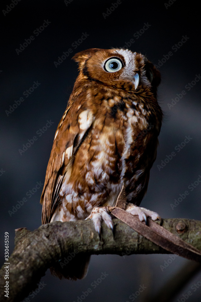 owl on branch owl on branch