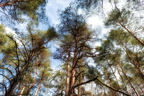 Green trees in forest