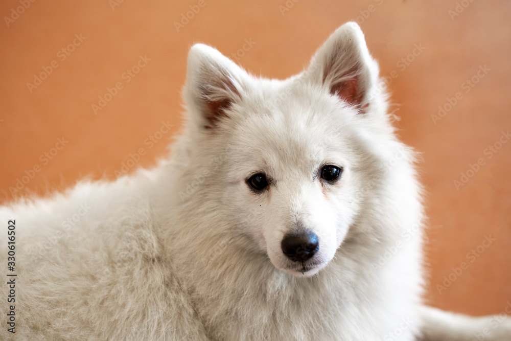 portrait of a spitz dog