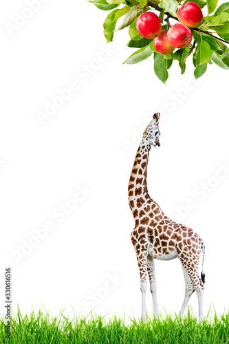 Photography A giraffe stretching up to reach a leaf from an apple tree