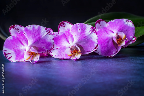 Lilac orchids on a dark background  a beautiful background with bright large flowers.