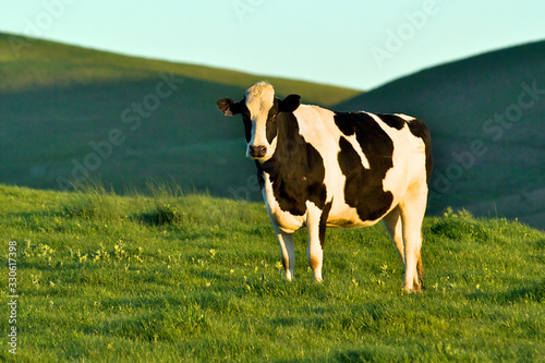 Holstein cow with its distinctive pattern on rolling green hillside, Sonoma County, California 