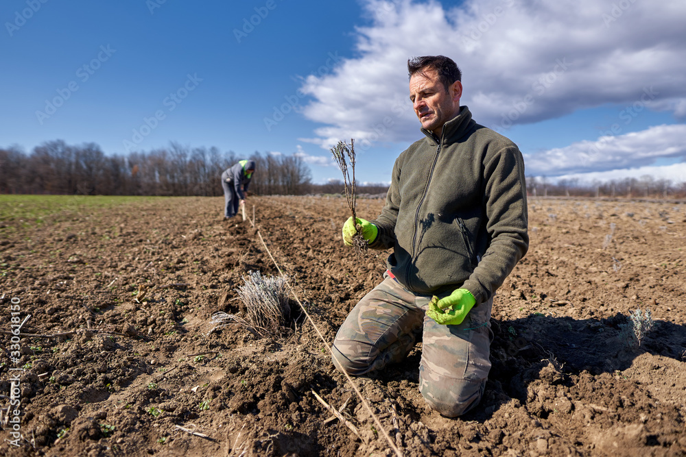 Fototapeta premium Farmer planting lavender
