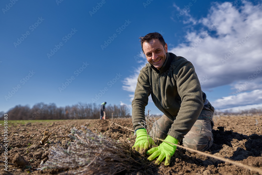 Fototapeta premium Farmer planting lavender