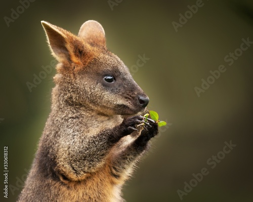 Closeup shot of a cute baby wallaby holding a green leaf