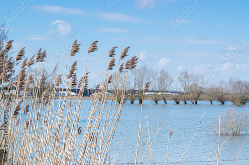 grain in dutch polder landscape