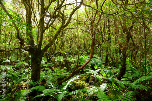 Green forest of heather  Terceira  Azores islands  Portugal