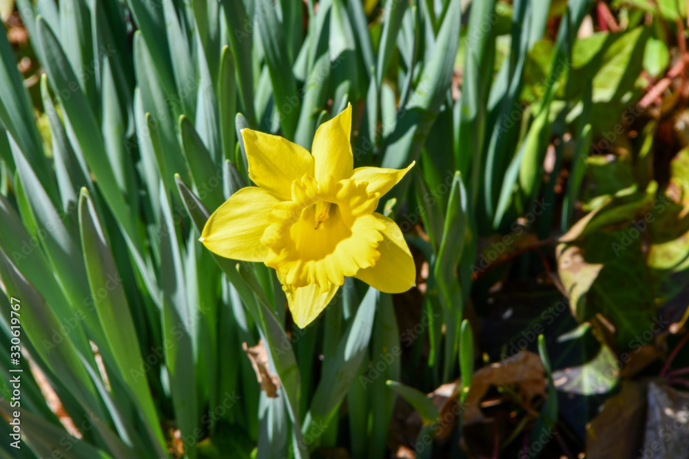 Single Yellow Narcissus in garden with green leaves Single Yellow Narcissus in garden with green leaves