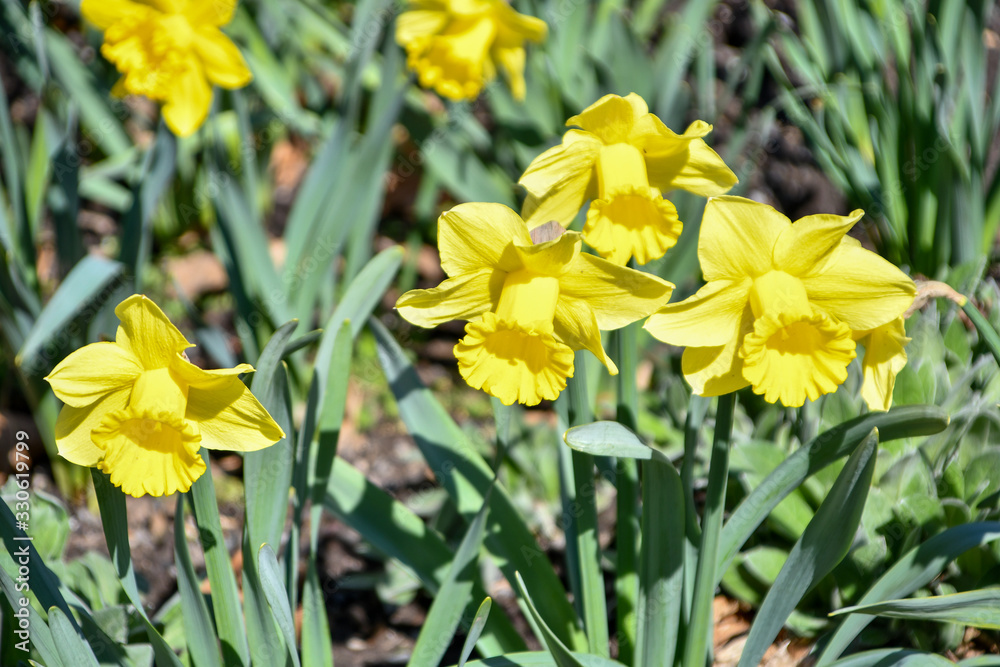 Obraz premium Yellow Button flowers in Early Spring