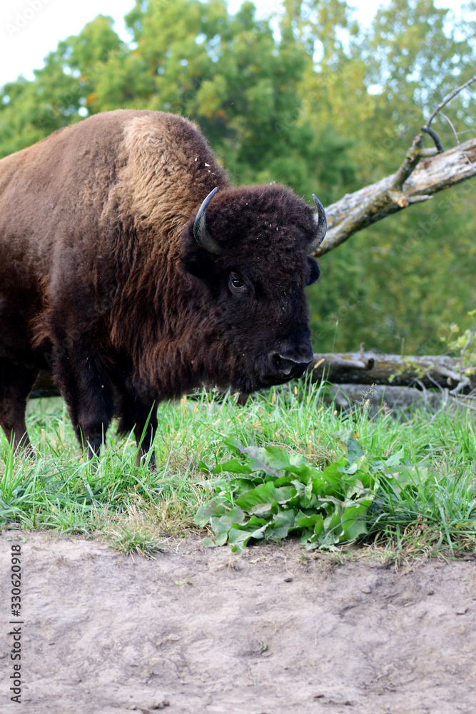 Bison bison