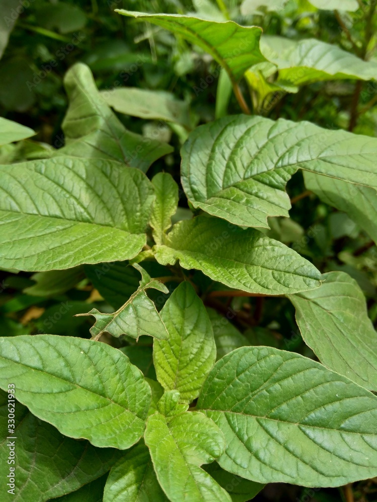 Close up shot green spinach with nature background Close up shot green spinach with nature background