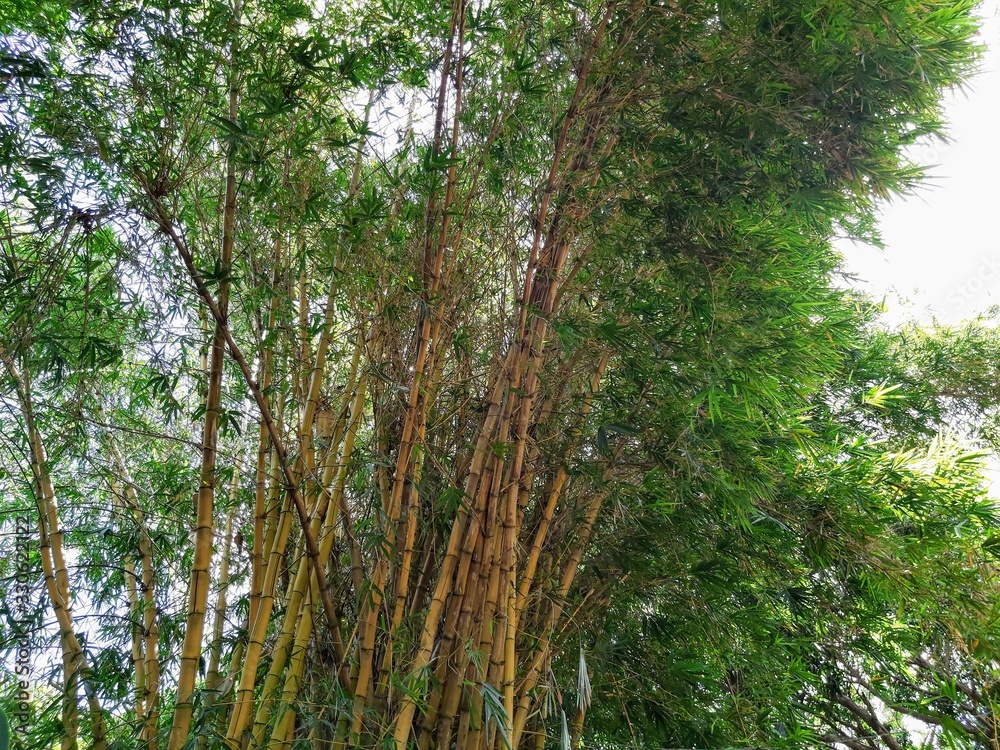 Fototapeta premium Bambu Tree