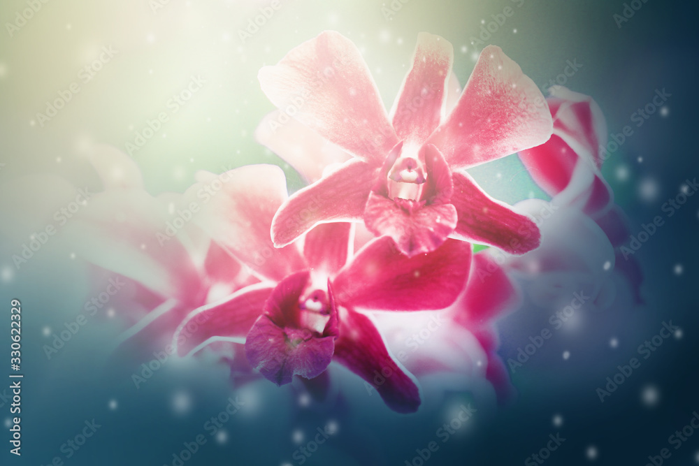 Fototapeta Close up spring nature red orchid flowers and soft blurred background.
