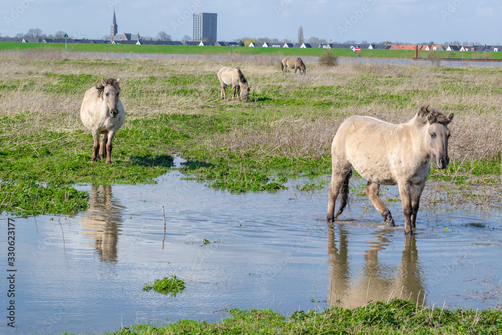 Naklejka premium Horses standing in flooded water