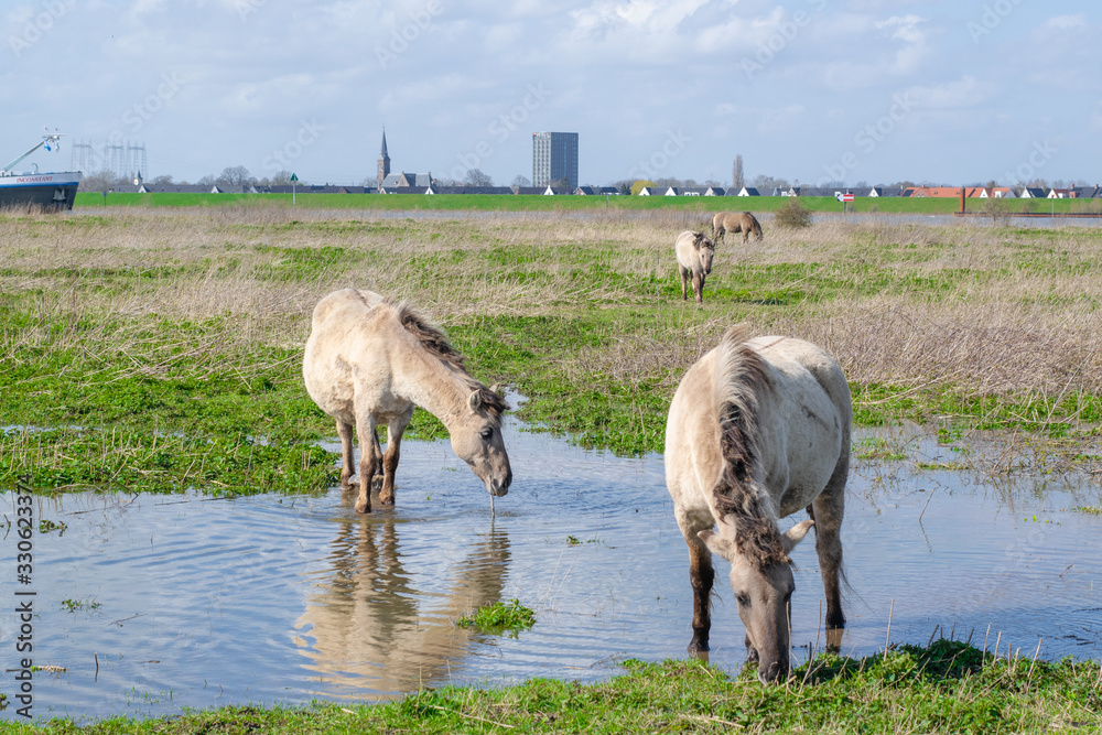 Obraz premium Horses standing in flooded water