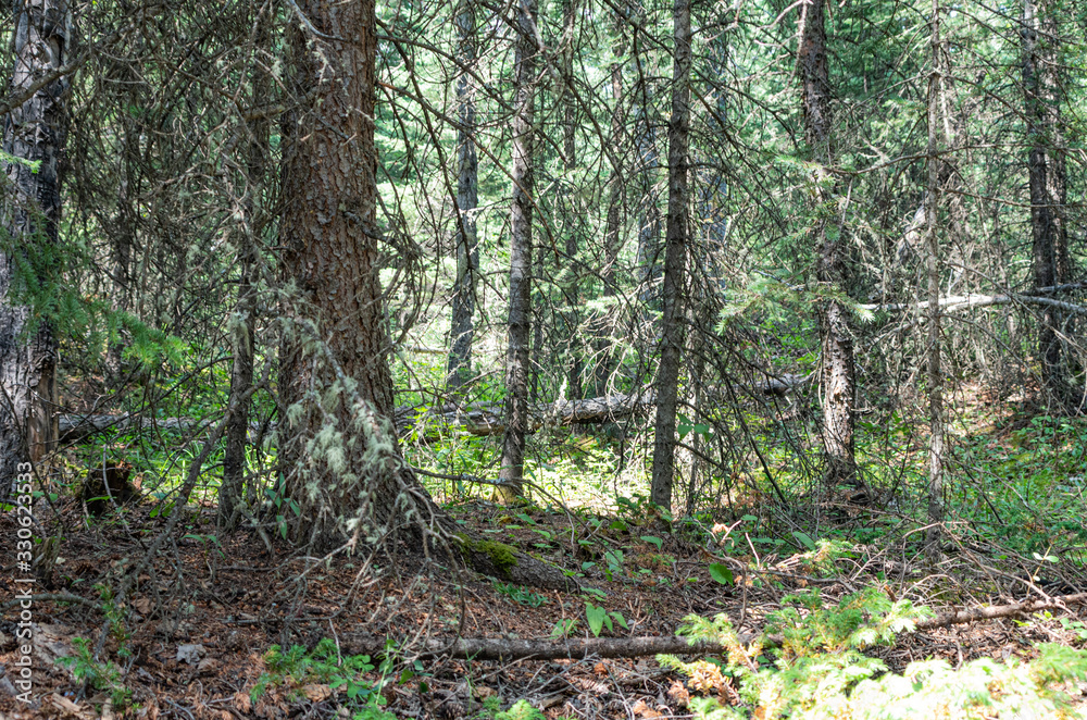 Naklejka premium path in forest