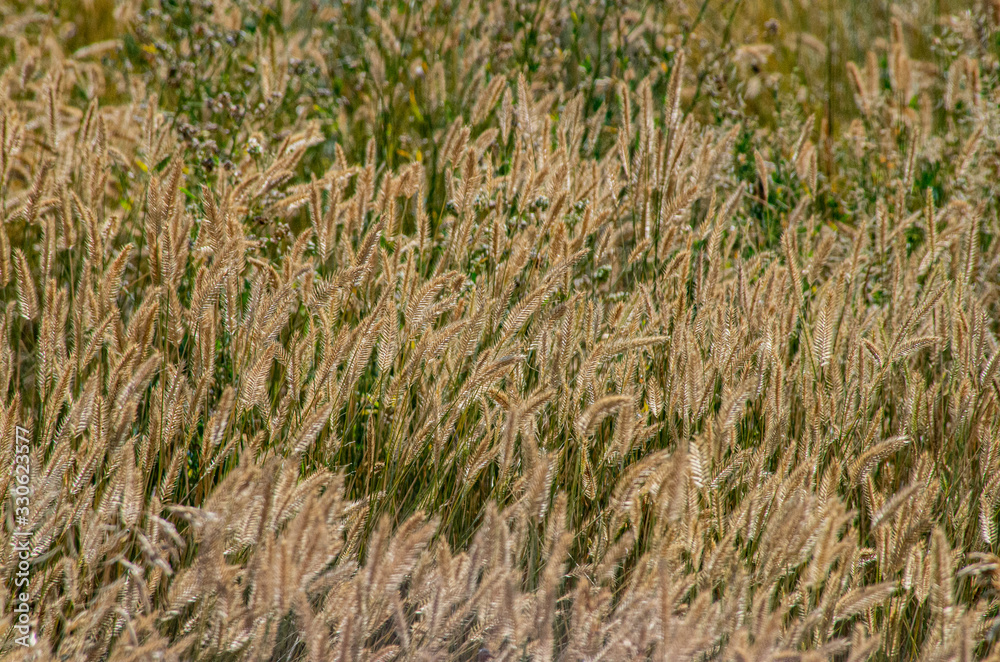 field of wheat field of wheat