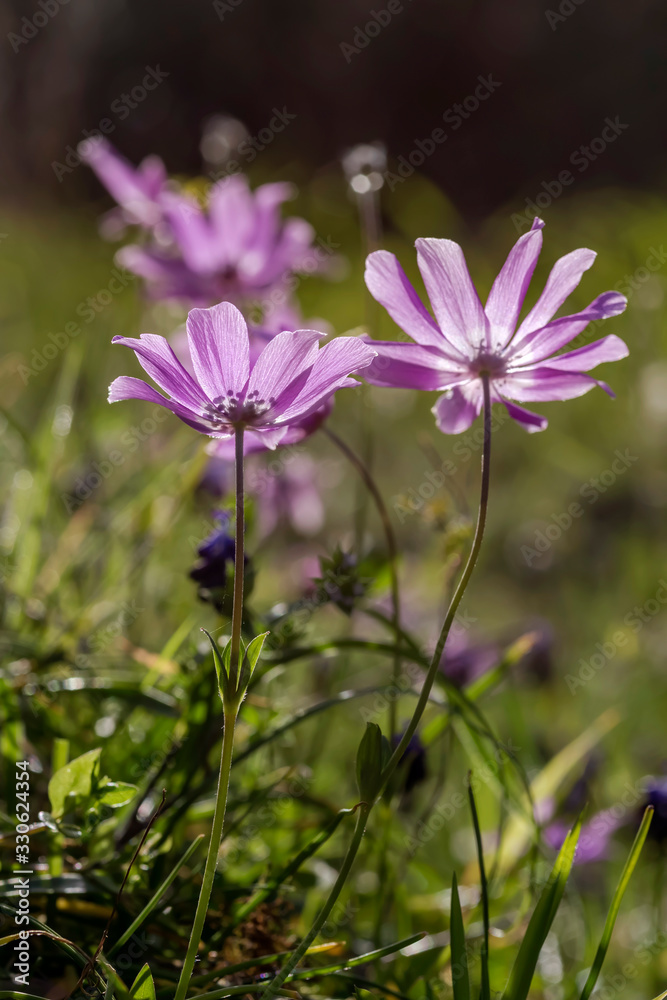 Spring anemones (Anemone coronaria) grows in a meadow close-up Spring anemones (Anemone coronaria) grows in a meadow close-up