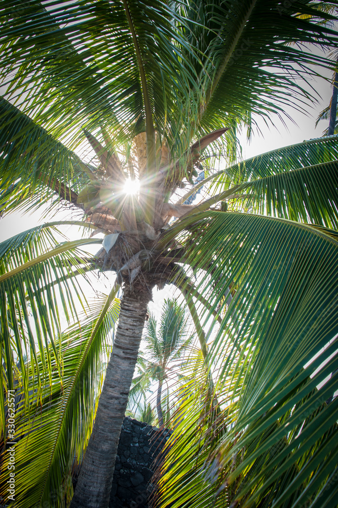 Fototapeta premium Coconuts, Palm Tree with Sunray