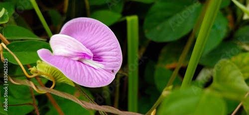 pink lotus flower in gardenButterfly pea flower blossomed according to the time in the forest near my house in the morning. photo