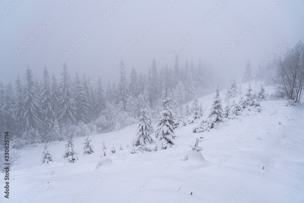 Obraz premium Winter snow-covered trees