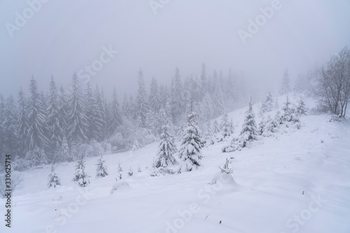 Winter snow-covered trees