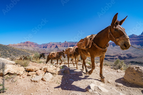 hiking the south kaibab trail in grand canyon national park, arizona, usa photo