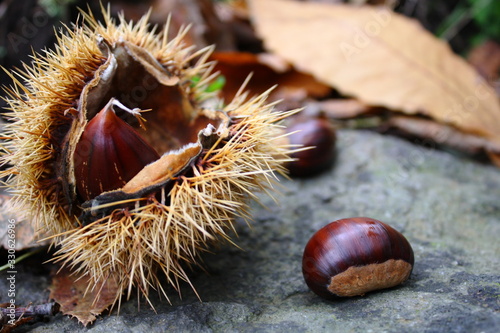 Ricci e castagne, autunno, frutti atunnali