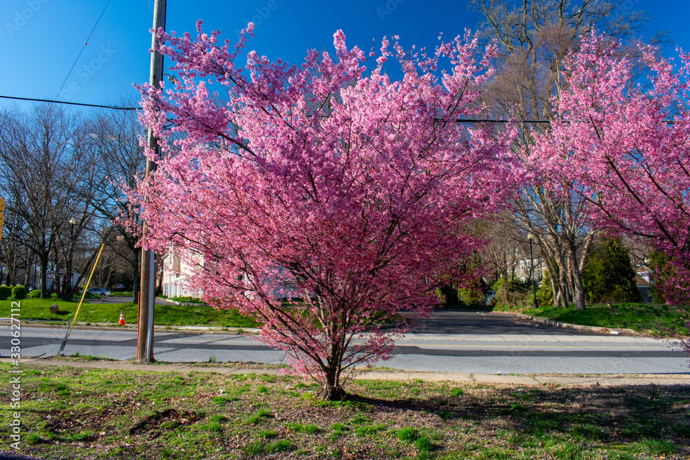 Naklejka premium A Budding Pink Tree Next to a Road