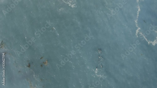 Dolphins play in Pacific Ocean near Bixby Creek Bridge Big Sur California