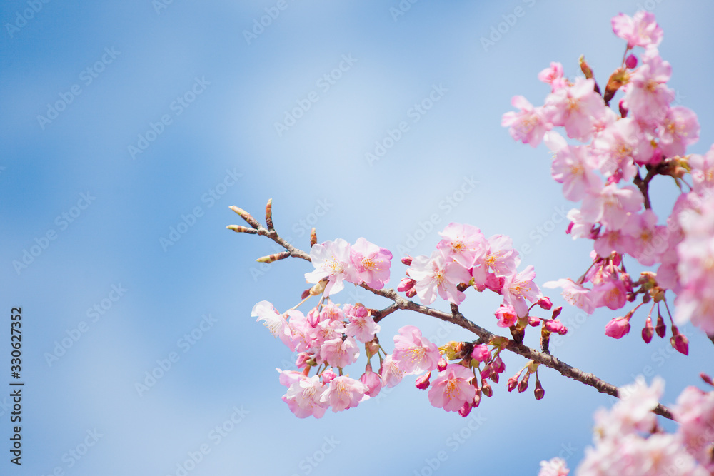 早春の河津桜	