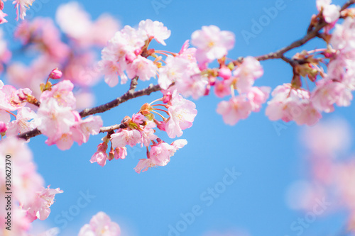早春の河津桜 