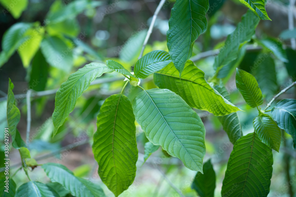 Mitragyna speciosa Korth (Kratom) is drug from plant. Mitragyna speciosa Korth (Kratom) is drug from plant.