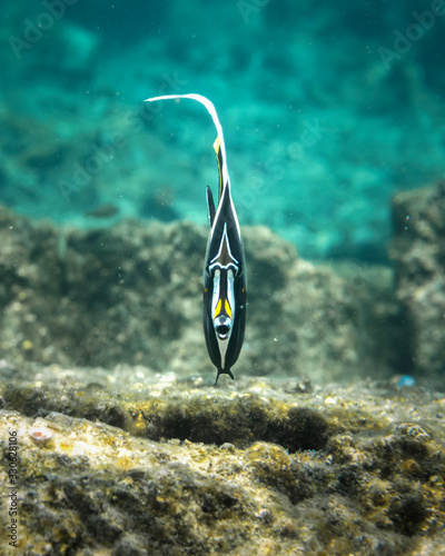 Underwater Paradise, Moorish Idol, Big Island Hawaii photo