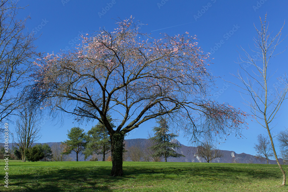 Spring blooming pink cherry garden tree on green grass meadow season of nature beauty Spring blooming pink cherry garden tree on green grass meadow season of nature beauty