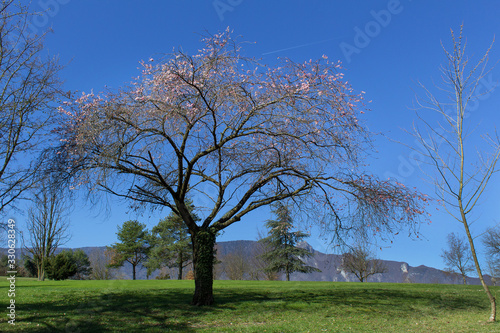 Spring blooming pink cherry garden tree on green grass meadow season of nature beauty