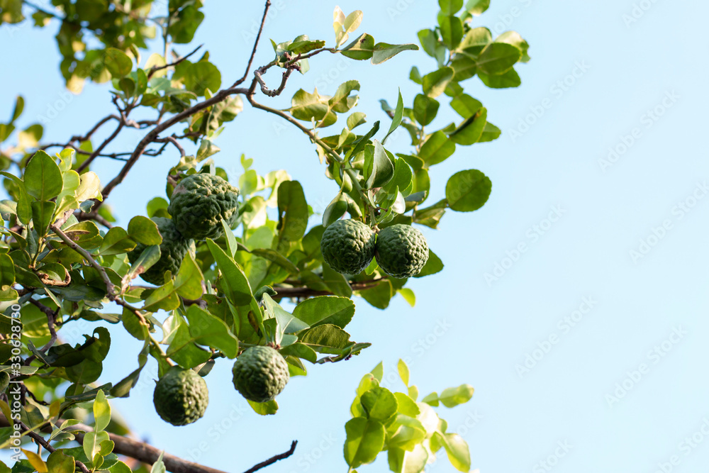 Fototapeta premium Fresh Bergamot on the tree with sunlight is a vegetable and herb of Thailand used as an ingredient in cooking and herbal medicine.