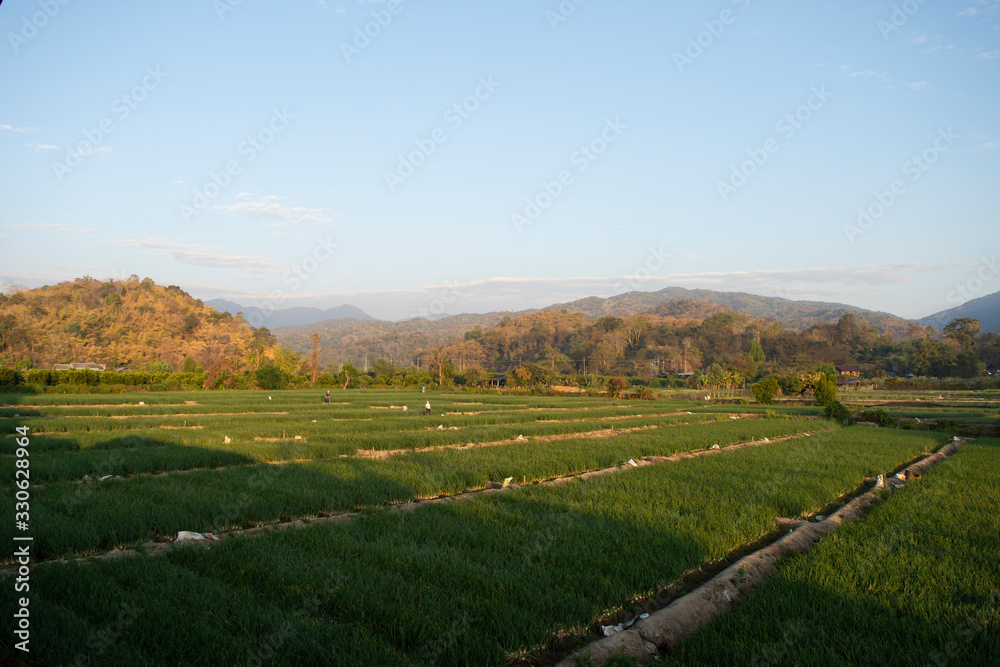 a field of green onions in Chiang Rai, Thailand
